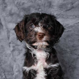 Cash - Brown and white male Cockapoo puppy in Ellensburg, Washington from Dawn to Dusk Cockapoos