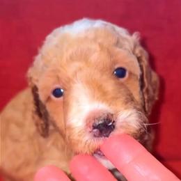 Girl 5 - Apricot female Goldendoodle puppy in Holly, Colorado from Vida’s Loving Doodles