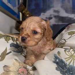 River - Red female Cavapoo puppy in El Sobrante, California from Mckendra's Legacy