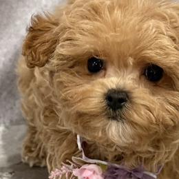 Biewer Terriers, Maltese, Maltipoos, Poodles, and Yorkshire Terriers from Yorkie & Maltese Royalty