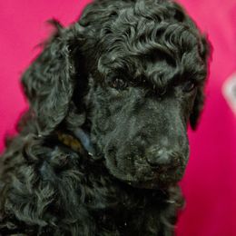 Poodle Puppies from Lido Rose C