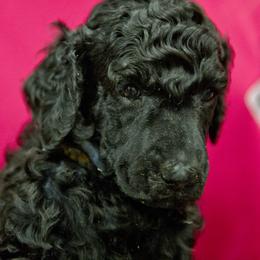 Poodle Puppies from Lido Rose C