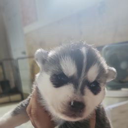Siberian Husky Puppies from Spirit of the Moon Siberians