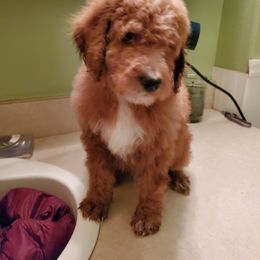 Aussiedoodle Puppies from Color Country Doodles