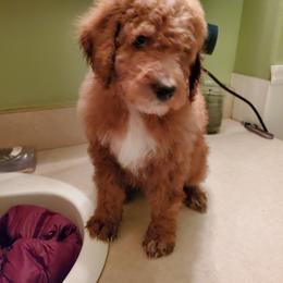Aussiedoodle Puppies from Color Country Doodles