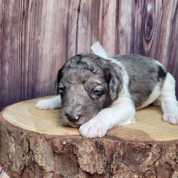 M-n-M - Parti female Goldendoodle puppy in Grabill, Indiana from Rose's Doodles