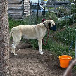 Deaf Girl - Fawn female Anatolian Shepherd Dog puppy in Daggett, Michigan from T&S Anatolians