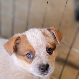 Australian Cattle Dog Puppies from Miller Australian Cattle Dogs