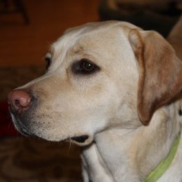 Labrador Retriever All Grown Up from Andrew Ewing