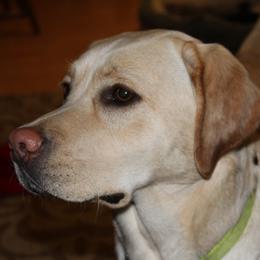 Labrador Retriever All Grown Up from Andrew Ewing