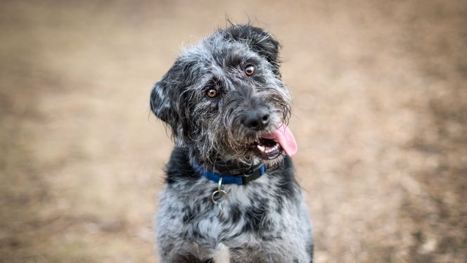Leopardoodle
