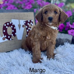 Margo - Red  female Goldendoodle puppy in Oxford, Pennsylvania from FriendlyPals