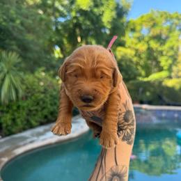 Girl 5 - Apricot female Goldendoodle puppy in La Verne, California from Marshall Goldendoodles