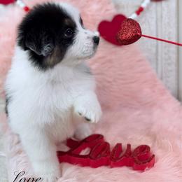 Love - Black tri-color female Australian Shepherd puppy in Jonesborough, Tennessee from Lotus Australian Shepherds