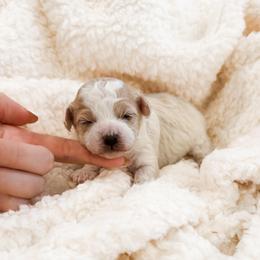 Roly Poly - Parti male Poodle puppy in Chapel Hill, North Carolina from Cyndi’s Poodles