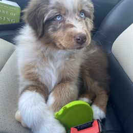 Australian Shepherd Puppies from Burdock Hill Australian Shepherds