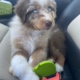 Australian Shepherd Puppies from Burdock Hill Australian Shepherds