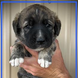 Dark Blue - Brindle male Anatolian Shepherd Dog puppy in Clark, Wyoming from Fyne Acres