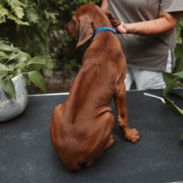 Rhodesian Ridgeback Puppies from African Legends Rhodesian Ridgebacks