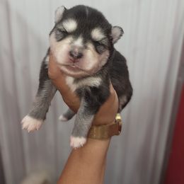 Ashton - Black and white female Pomsky puppy in Mc Callsburg, Iowa from SZ Rolling Acres LLC