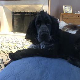 Abigail - English Springer Spaniel