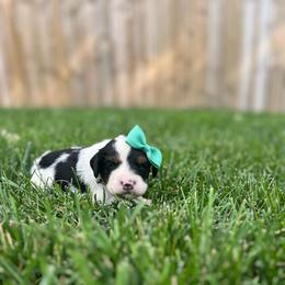 Toadette-Teal - Tri-color female Bernedoodle puppy in Casper, Wyoming from 307 Doodles
