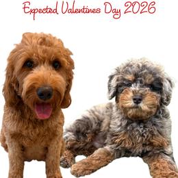 Goldendoodle puppies from AzDoodle Dandies