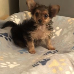 Chorkie Mix Boy2 - Black and tan male Chihuahua puppy in Pounding  Mill, Virginia from Rosa's Chihuahuas