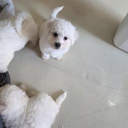 Boy2 - White male Bichon Frise puppy in Selma, North Carolina from Havenkennels