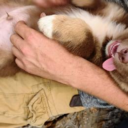 Australian Shepherd Puppies from Southern Boy Blues Aussies