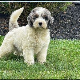 Assorted Doodle Crosses, Aussiedoodle, and Australian Shepherd Puppies from Faith, Feathers & FurBabies