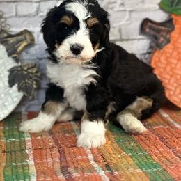 Remi - Tri-color male Bernedoodle puppy in Moulton, Iowa from Shondel Puppy Paws