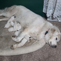 Boy 1 - White and badger male Great Pyrenees puppy in Ruthven, Iowa from Whispering Heights Ranch