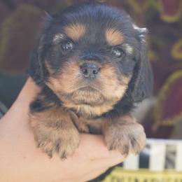 Paul - Black and tan male Cavalier King Charles Spaniel puppy in Lula, Georgia from Cavaliers by Crumley