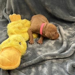 Pink Girl - Golden rust female Vizsla puppy in Foley, Alabama from Paula's South Bama Vizslas