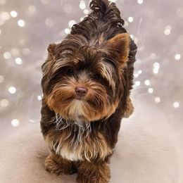 Lelu - Yorkshire Terrier