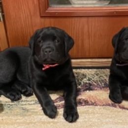 Labrador Retriever Puppies from Double Dutch Labradors
