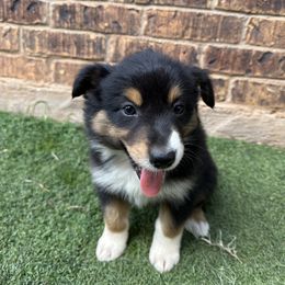 Australian Shepherd and Miniature Australian Shepherd Puppies from Wiggle Creek Aussies