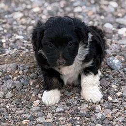 Boy - White and black male Bordoodle puppy in Junction, Utah from Sugar Doodles