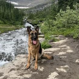 Ema - German Shepherd