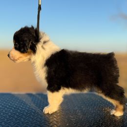 Boy 5 - male Miniature American Shepherd puppy in Snyder, Texas from RLA Miniature American Shepherds