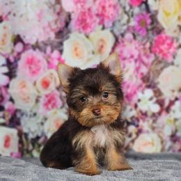 Pup 2 - Chocolate and tan female Yorkshire Terrier puppy in Polk City, Florida from Yorkies by Casey