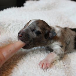 Dumbledore - Australian Shepherd puppy in Anamosa, Iowa from Roulette Australian Shepherds
