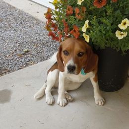 Birdie - Companion Cross