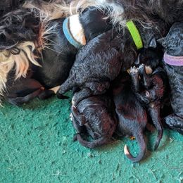 Portuguese Water Dog Puppies from Hat Trick Caos PWDs