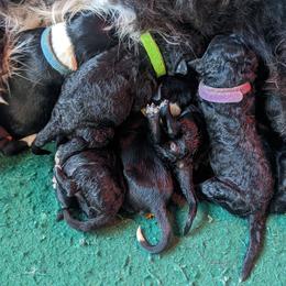 Portuguese Water Dog Puppies from Hat Trick Caos PWDs
