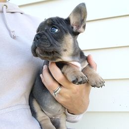 Sequoia - Blue female French Bulldog puppy in Denver, Pennsylvania from Heritage Lane French bulldogs