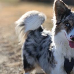 American Corgis, Dachshunds, and Pembroke Welsh Corgis from Seven B Corgis & Doxies