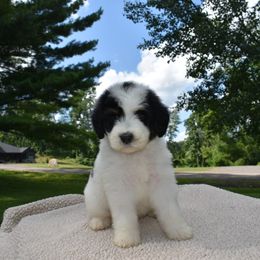 Ben - male Australian Mountain Doodle puppy in Angola, Indiana from Classic City Doodles