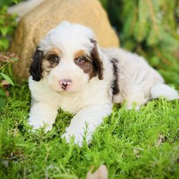 Al - Red merle male Aussiedoodle puppy in Ohio from Holley Doodles